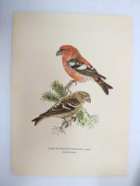 Kirjosiipikäpylintu - Bändelkorsnäbb -Svenska fåglar, von Wright, 1927-29, painokuva -print