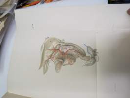 Bidrag till blodkärlsystemets jemförande anatomie, af E.J. Bonsdorff. III. Portven Systemet hos Gadus Lola  (made), painokuvan piirtänyt Magnus von Wright,