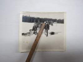 Reki - hevonen -valokuva / photograph