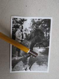 Hevonen muttei ratsu -valokuva