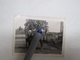 Hevonen + varsa  + poika -valokuva