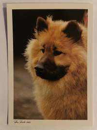 Postikortti 10 kpl (koirakortti Eurasier)