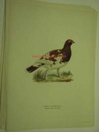 Lagopus lagopus, riekko, uros, kevätasu, Willow Grouse/Red Grouse, Dalripa -painokuva Svenska fåglar